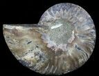 Agatized Ammonite Fossil (Half) #56322-1